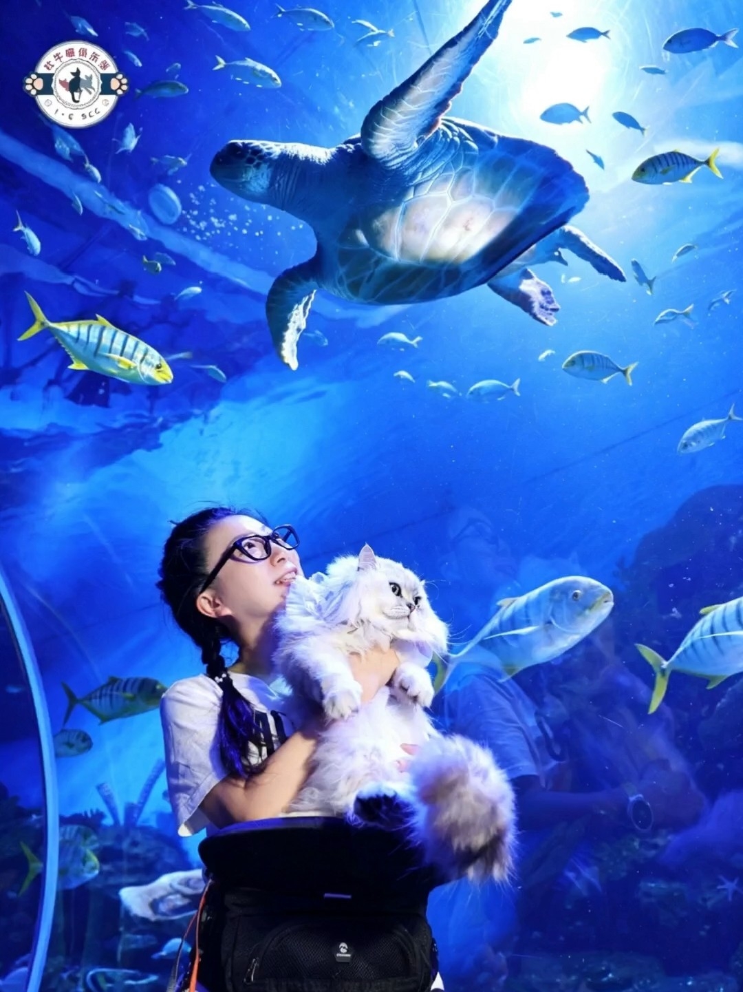 爪爪海洋奇妙夜｜喵喵的快乐谁懂啊🐱🌊