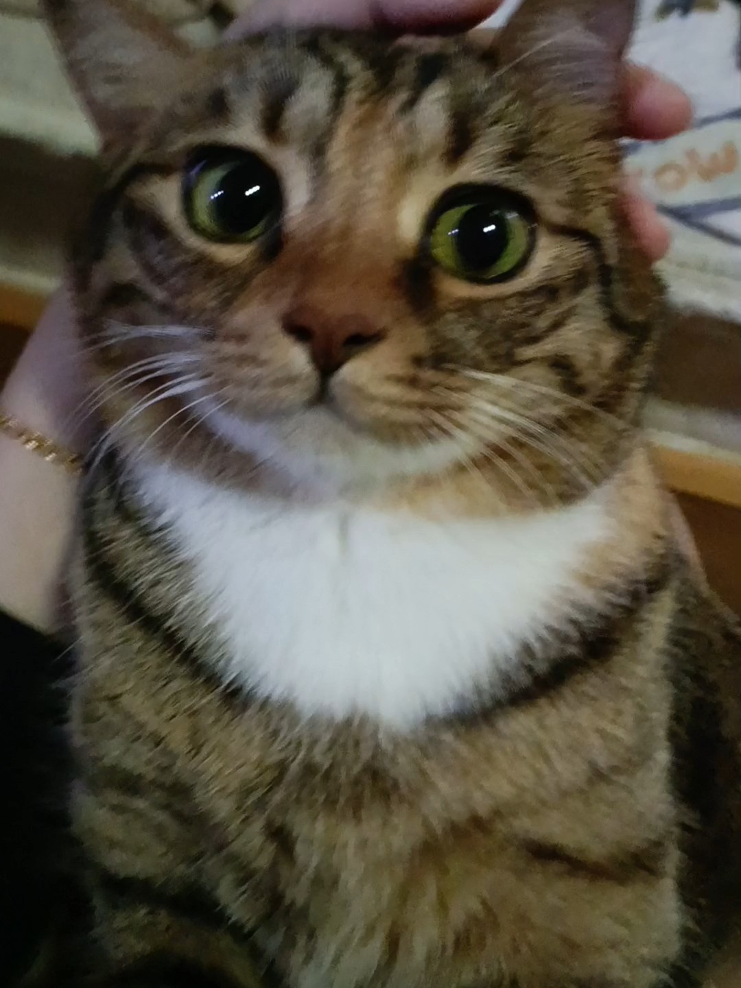 小可爱小猫咪