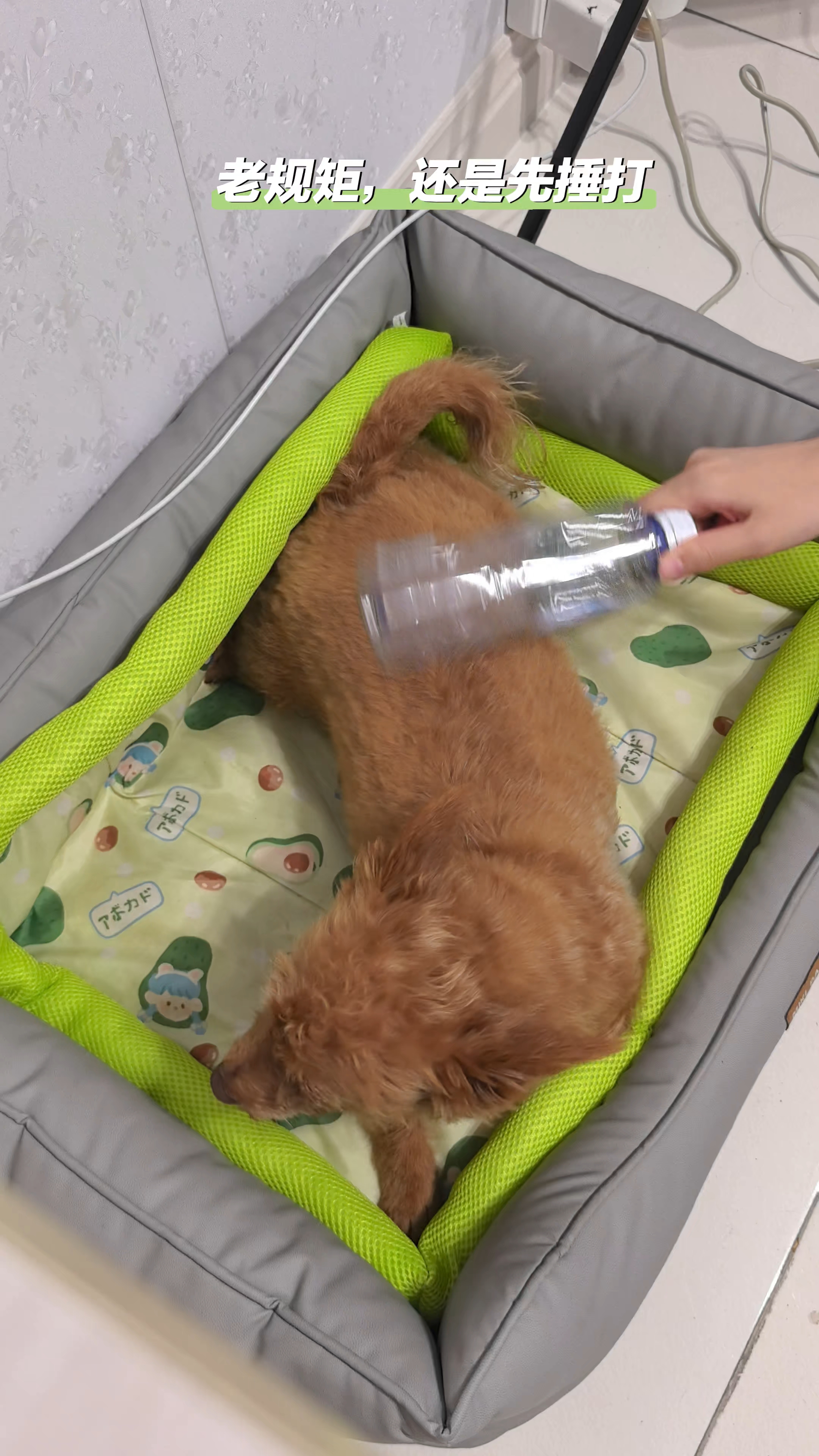感觉可以开个狗狗按摩院了，挣点外快