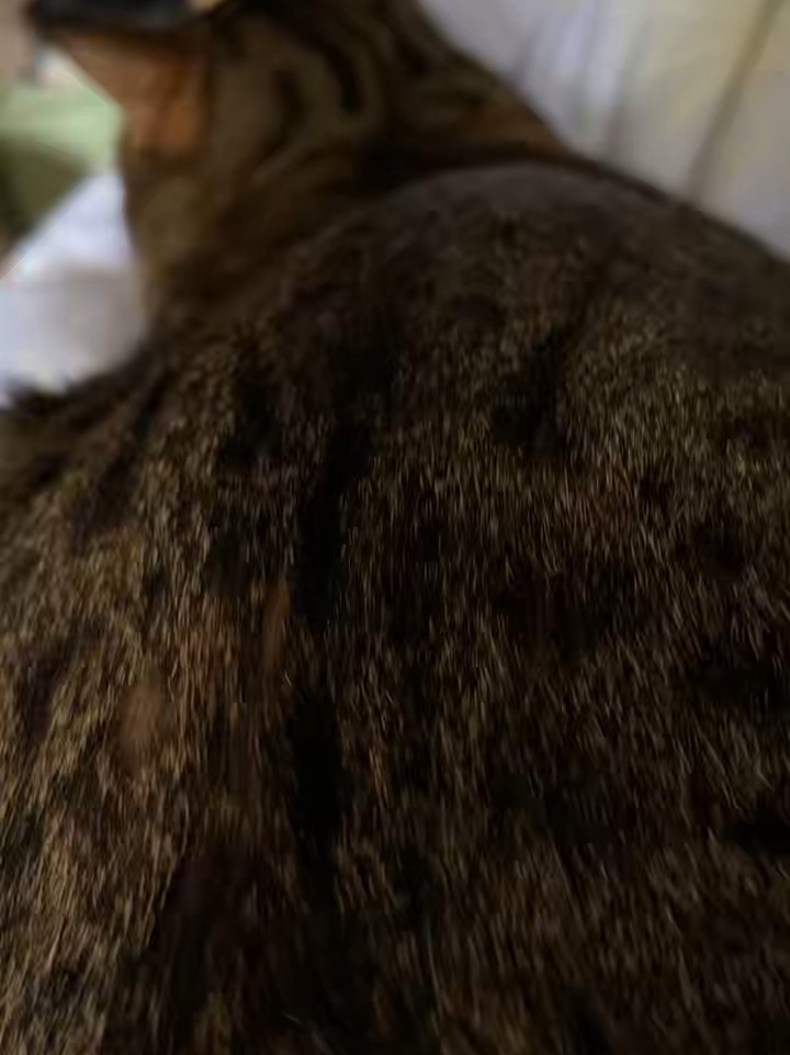 啃腚的小猫