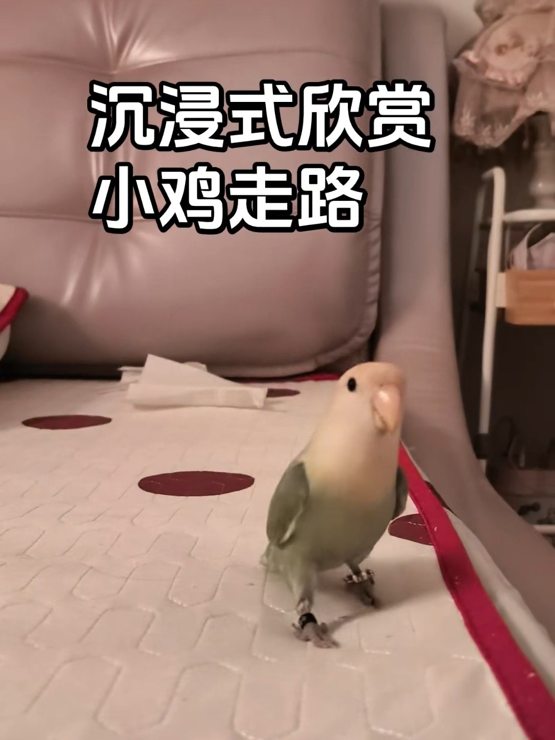 谁懂小鸡跑步这个萌！