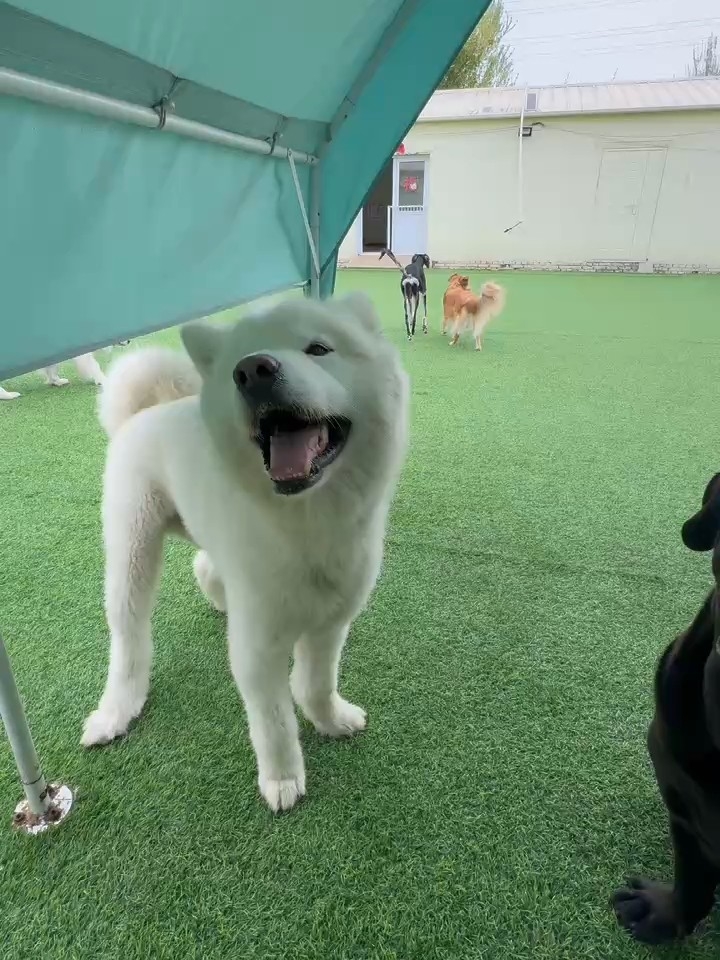 说话了