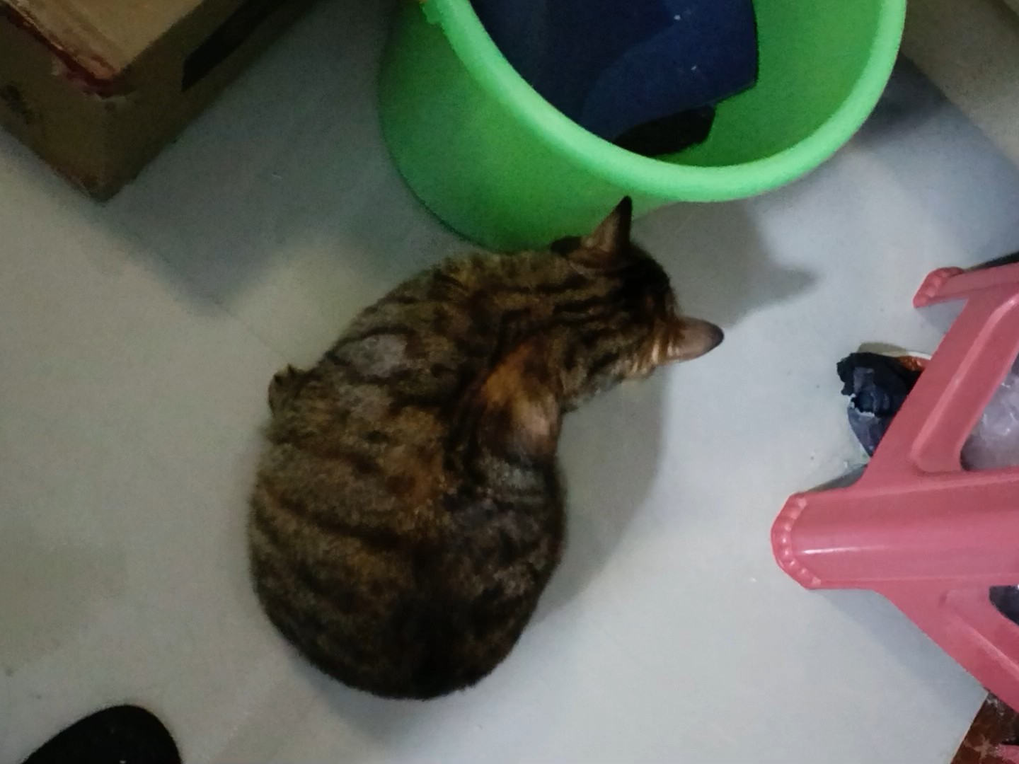 邻家猫猫来家里玩