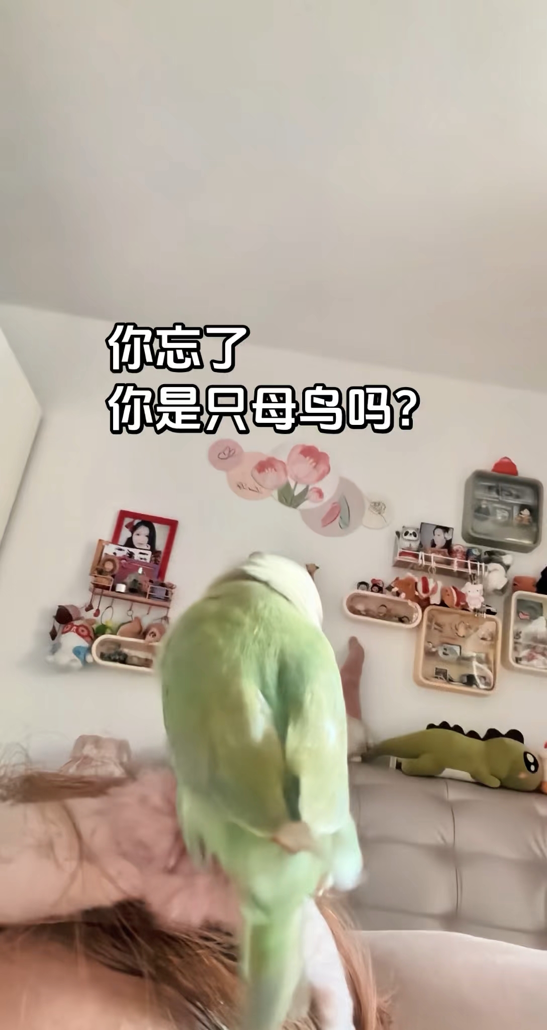 鸡！能不能别在我头上蹭了！！！