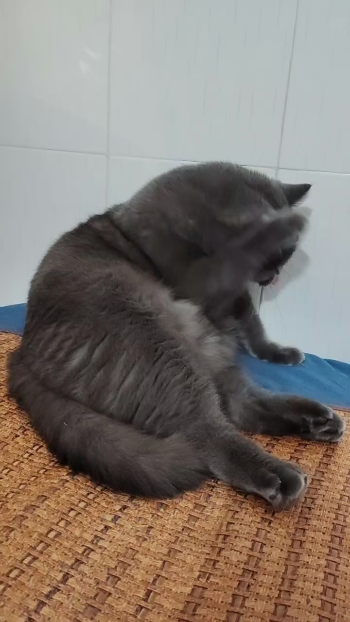 猫猫日记
