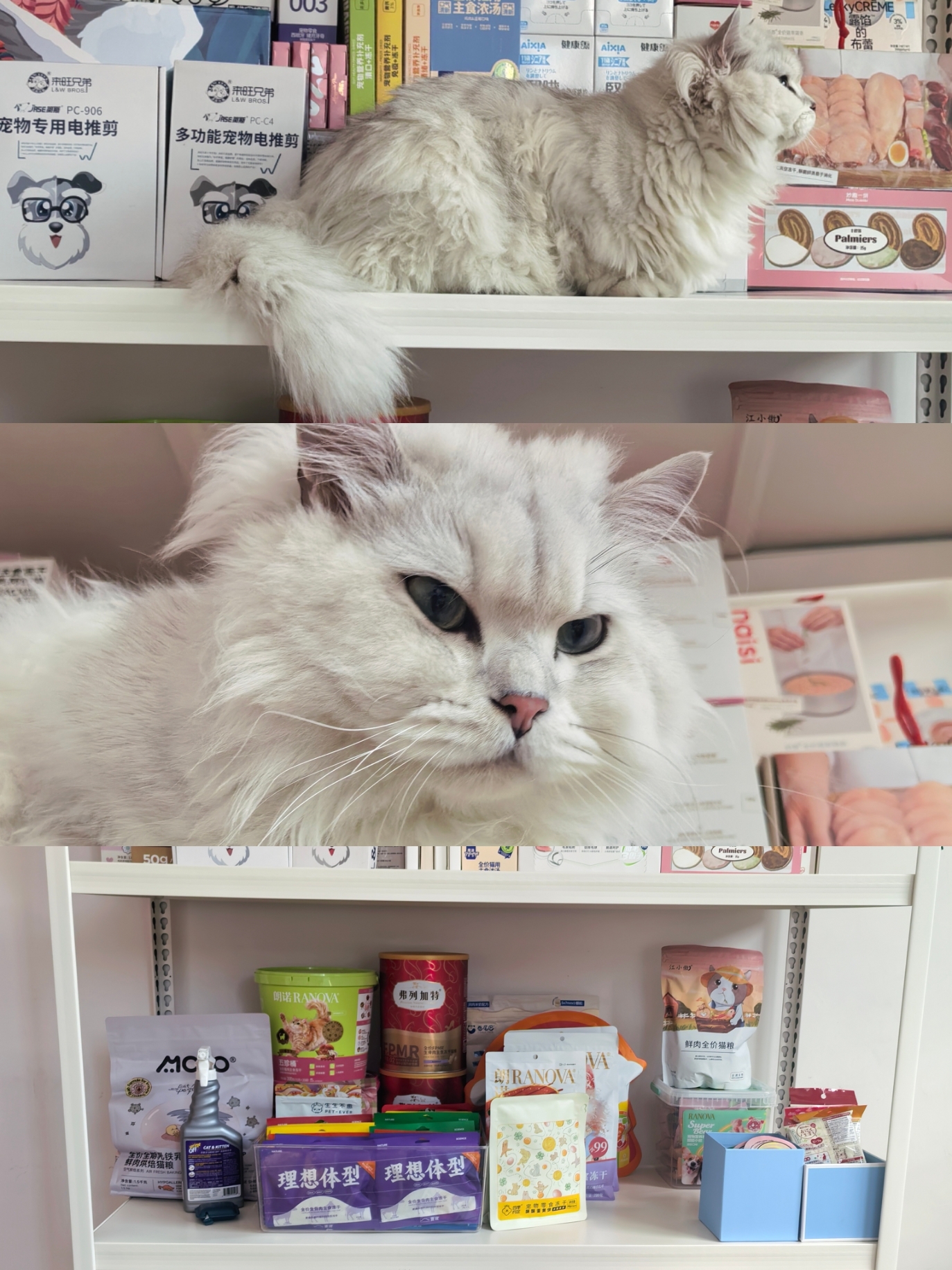 多猫家庭|猫房の搭建