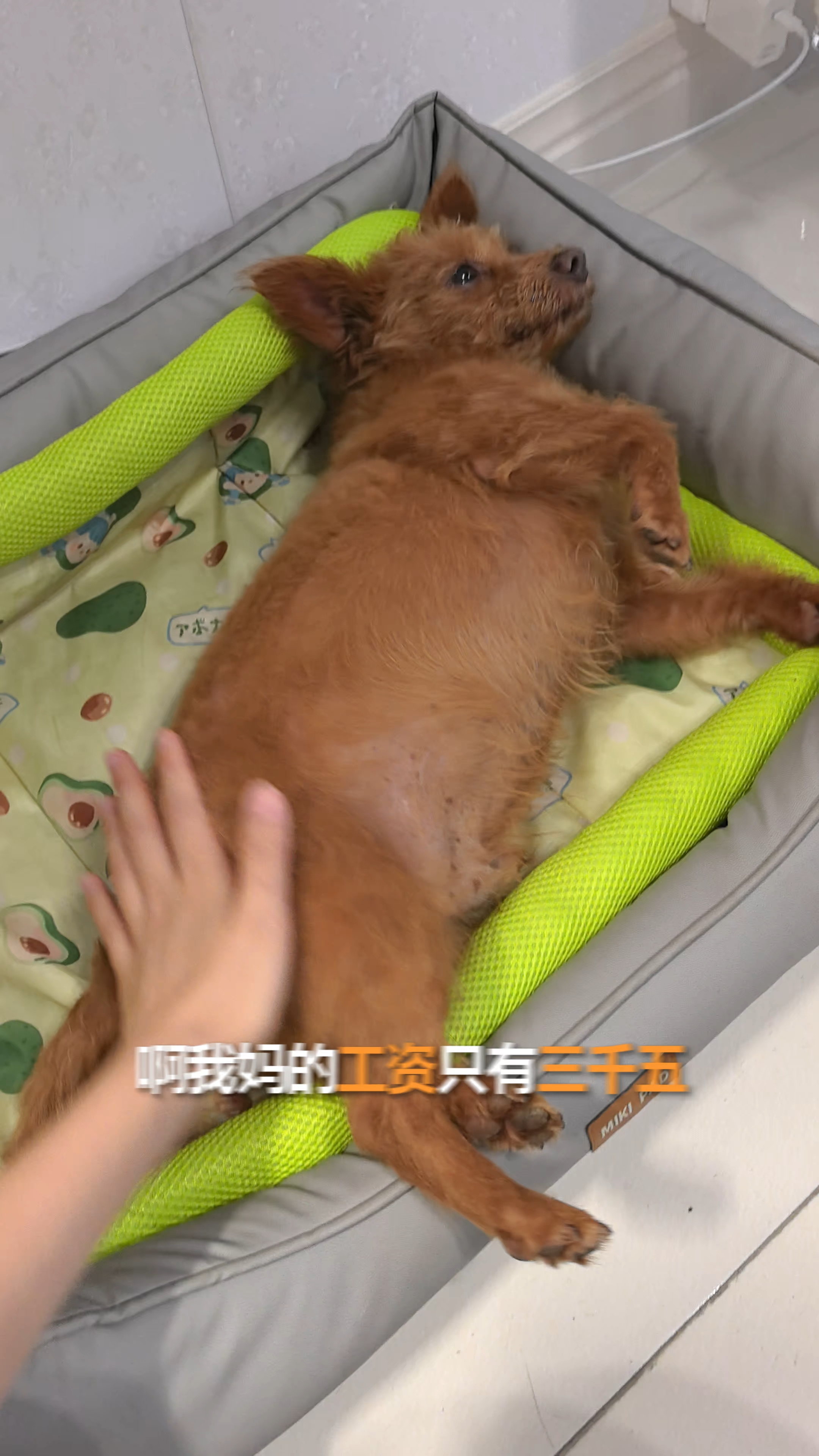 舒舒服服的狗生