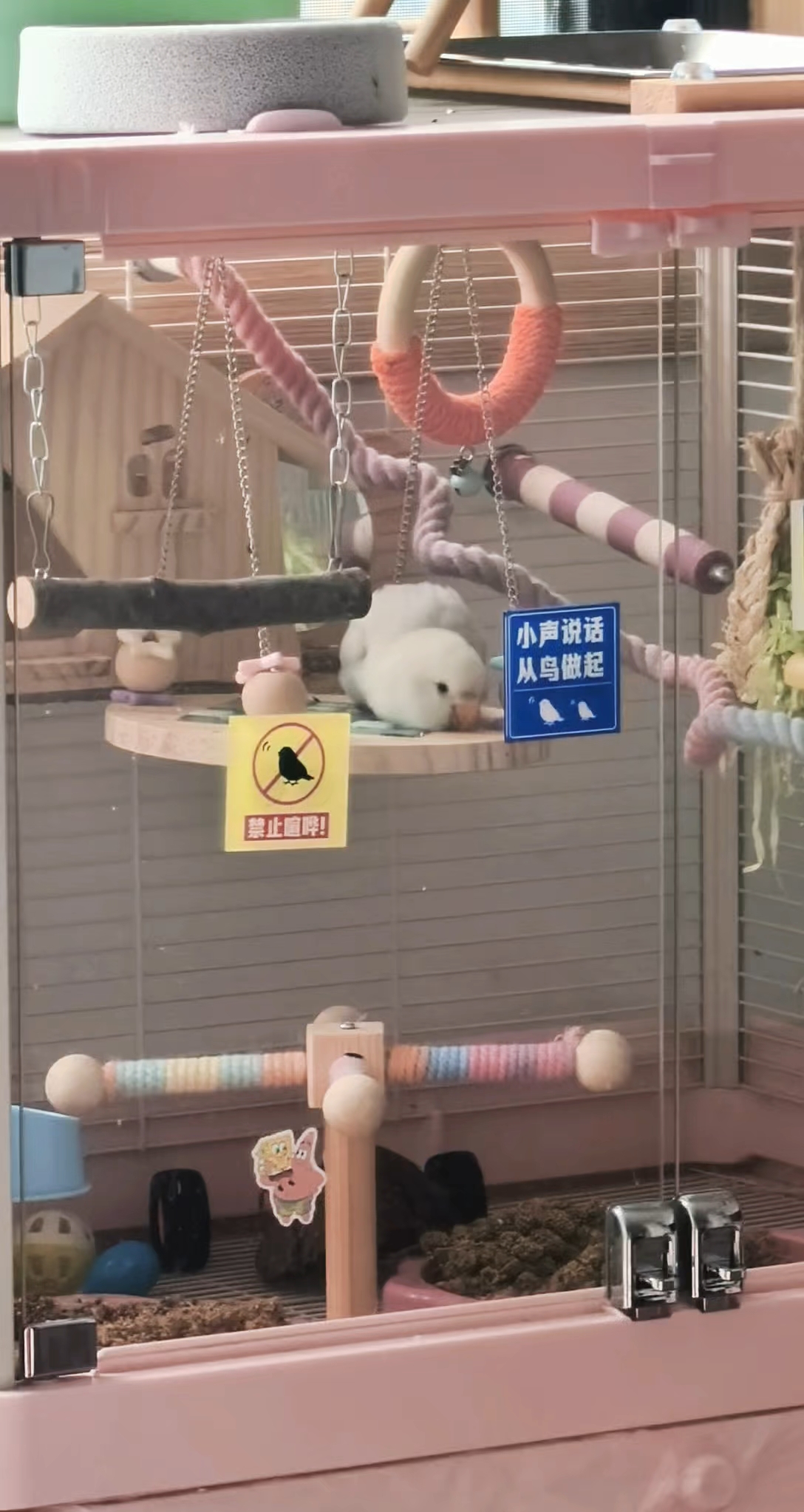 人～靓鸟要不要哇！
