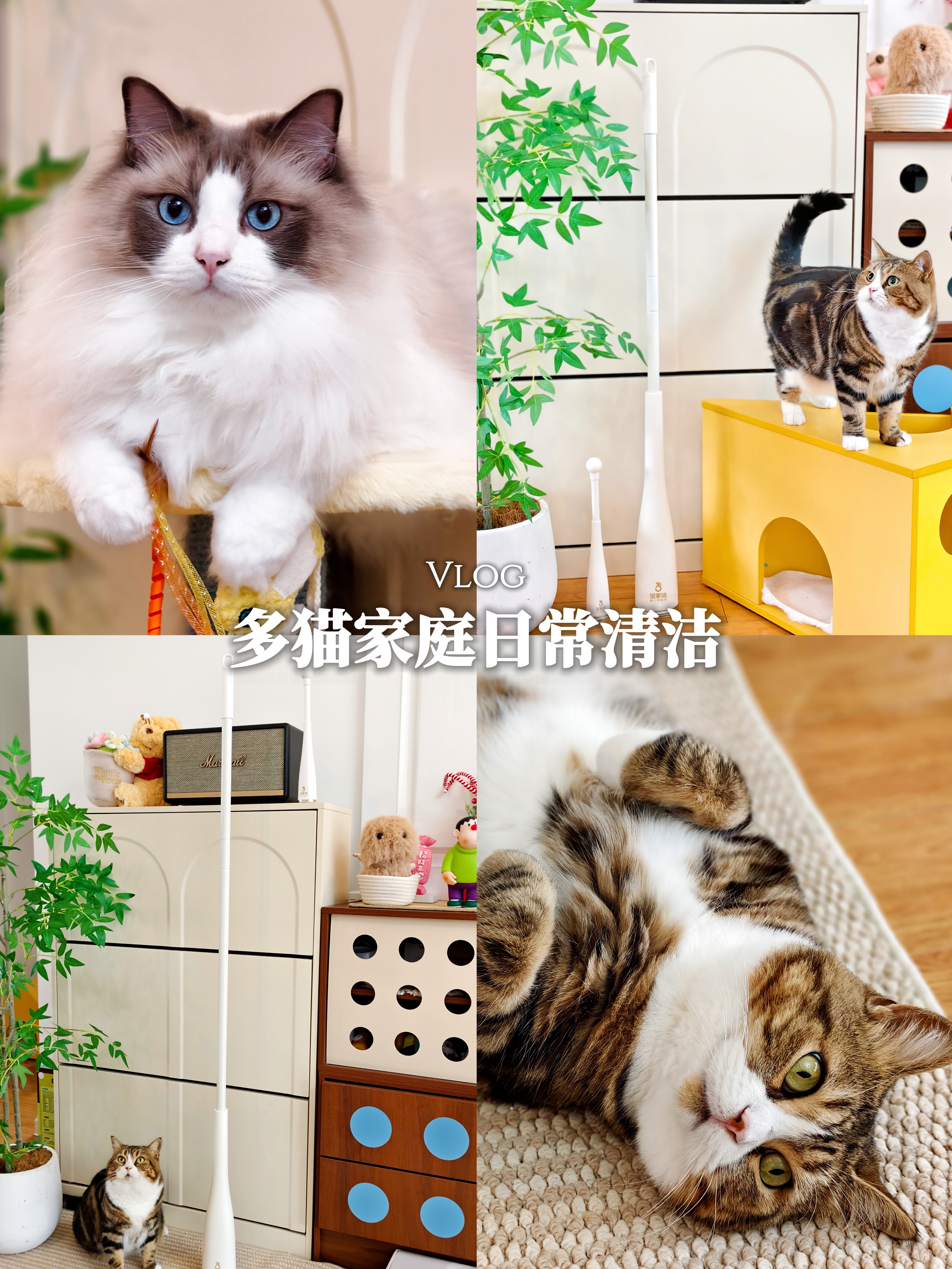 铲屎官松弛感｜毛发异味全搞定，一起躺平啦