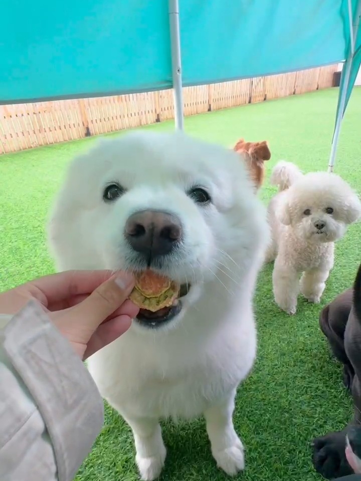 吃好吃的咯