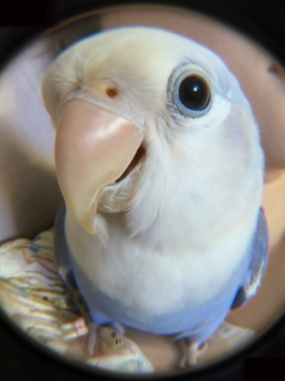 人！顺顺叽到了！快开门！