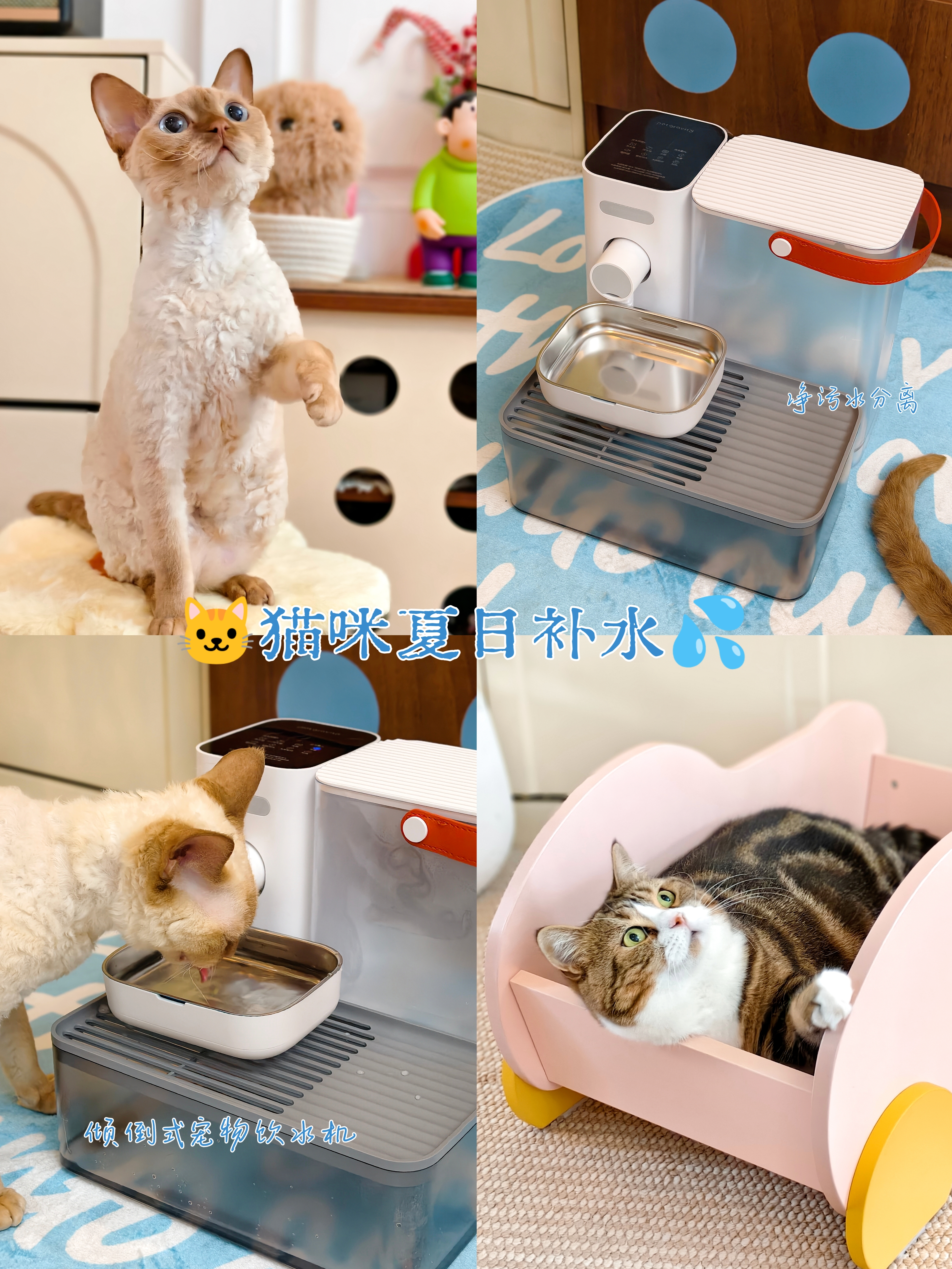 猫咪夏日补水，每一口都新鲜