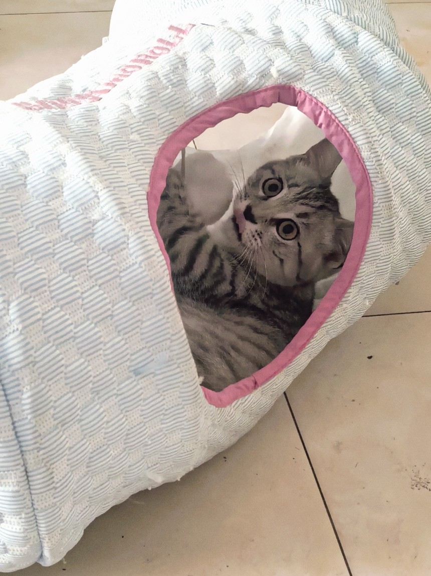 多猫家庭|躲猫猫🐱