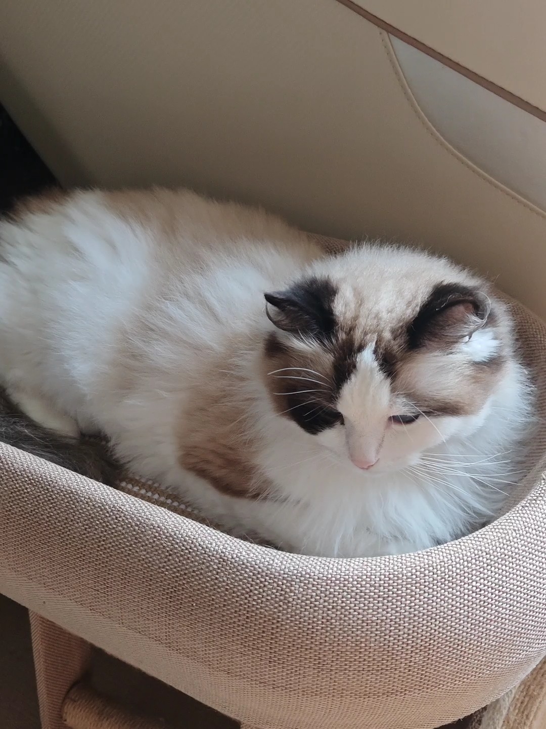 慵懒而可爱的小猫咪