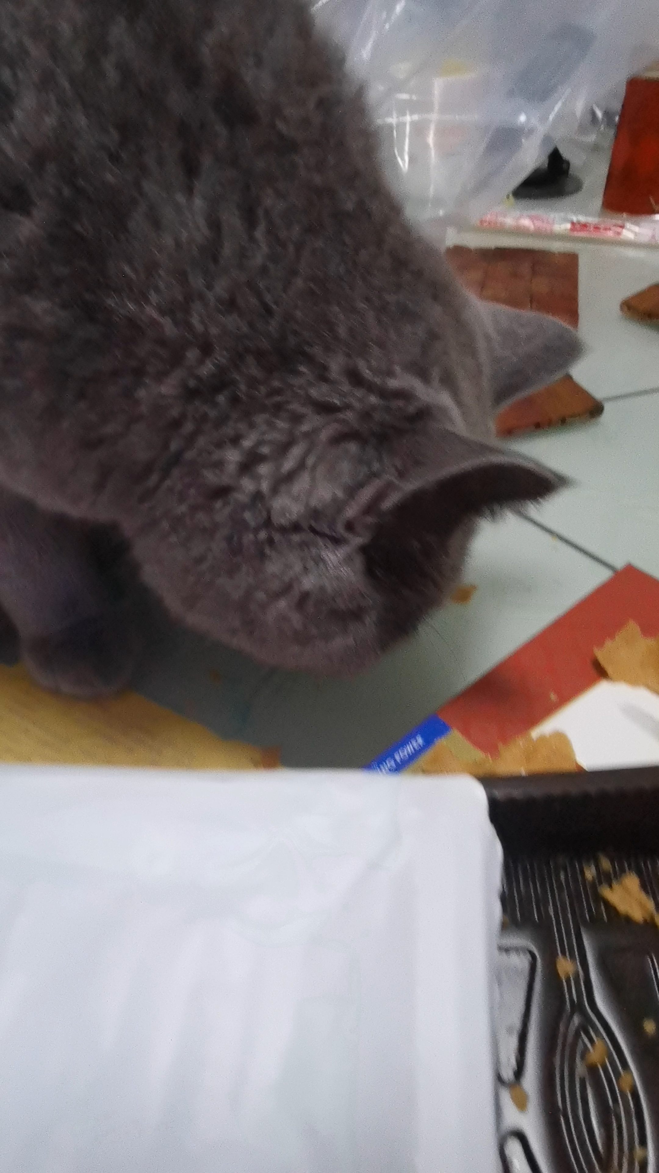 260615妹猪