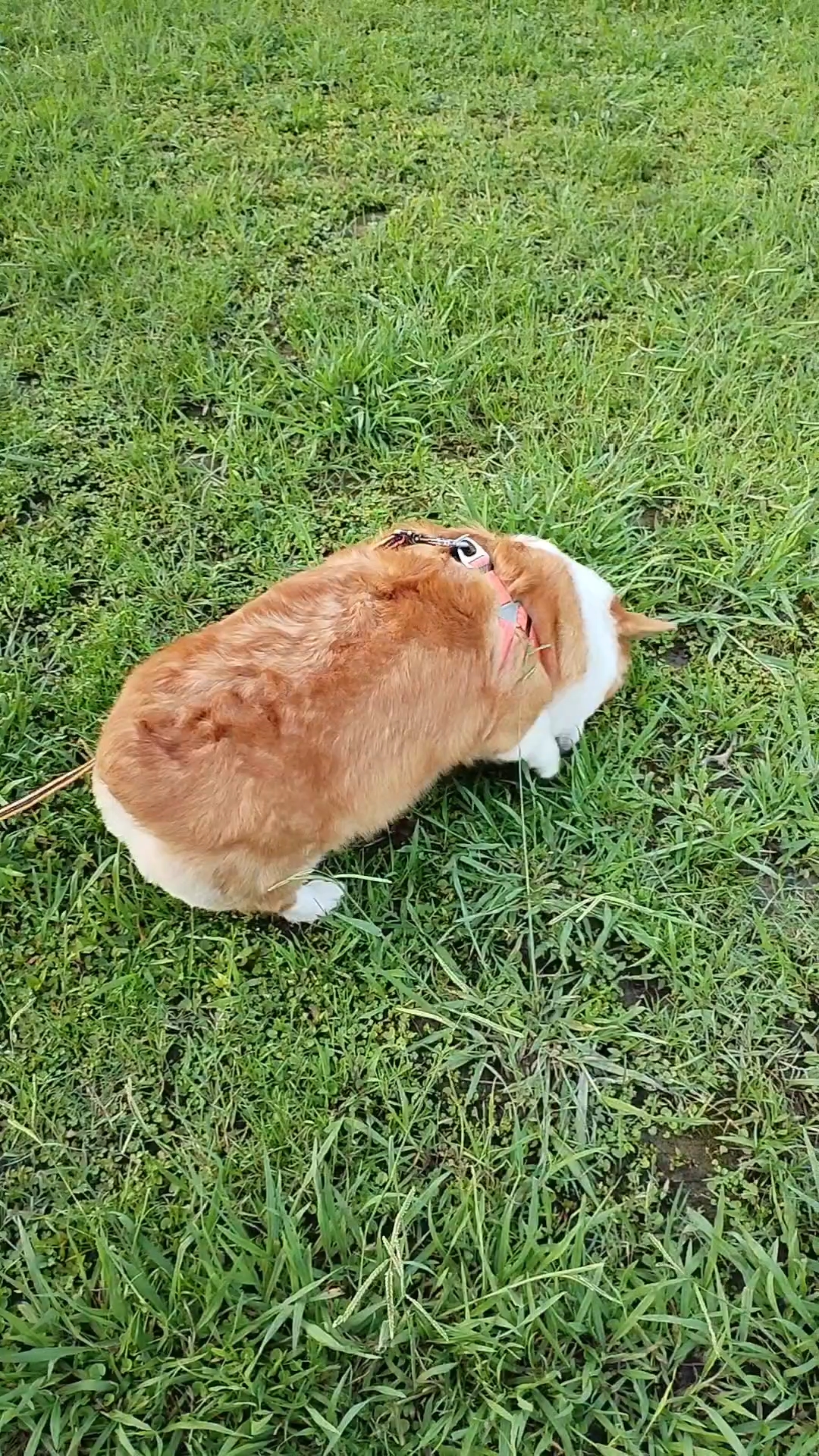 超抖视频！