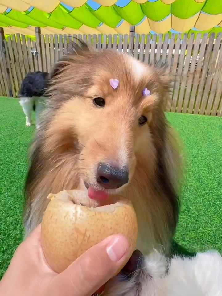 吃货日记