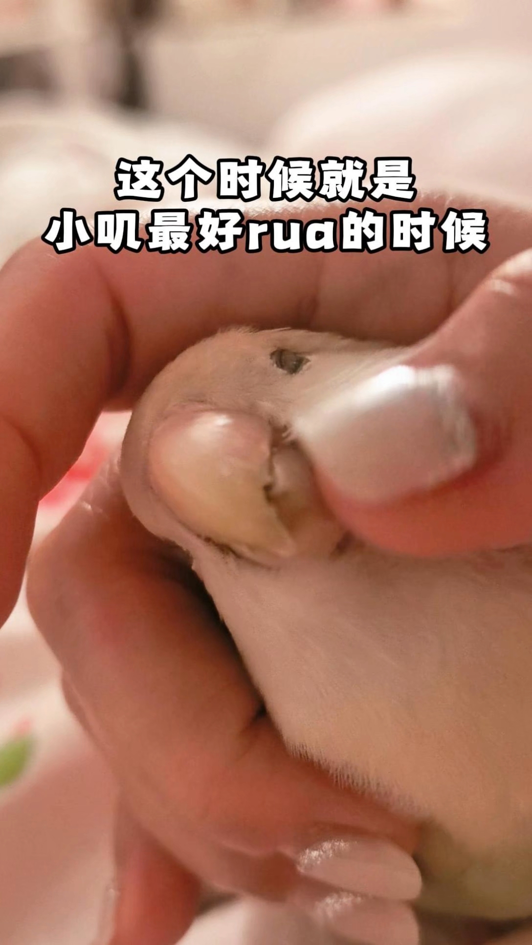 萌化心巴！不咬人的时候真好rua！！