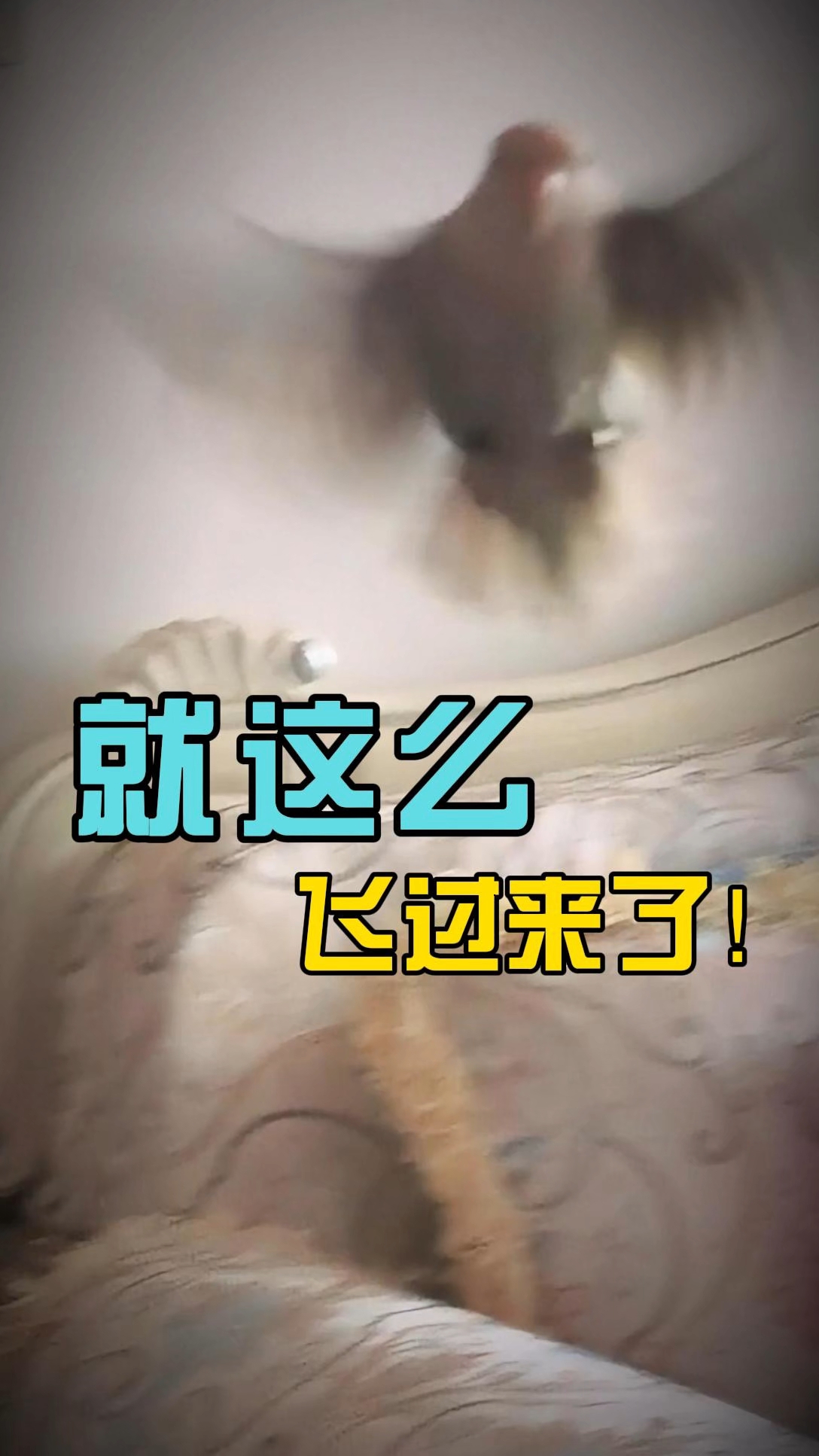 建议从12s看起……