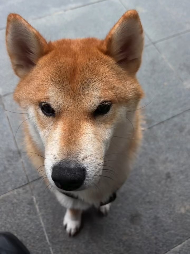 大馋丫头有两个