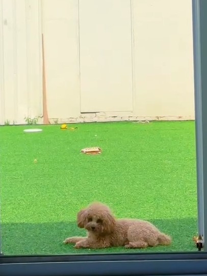 沉浸式体验小狗的生活