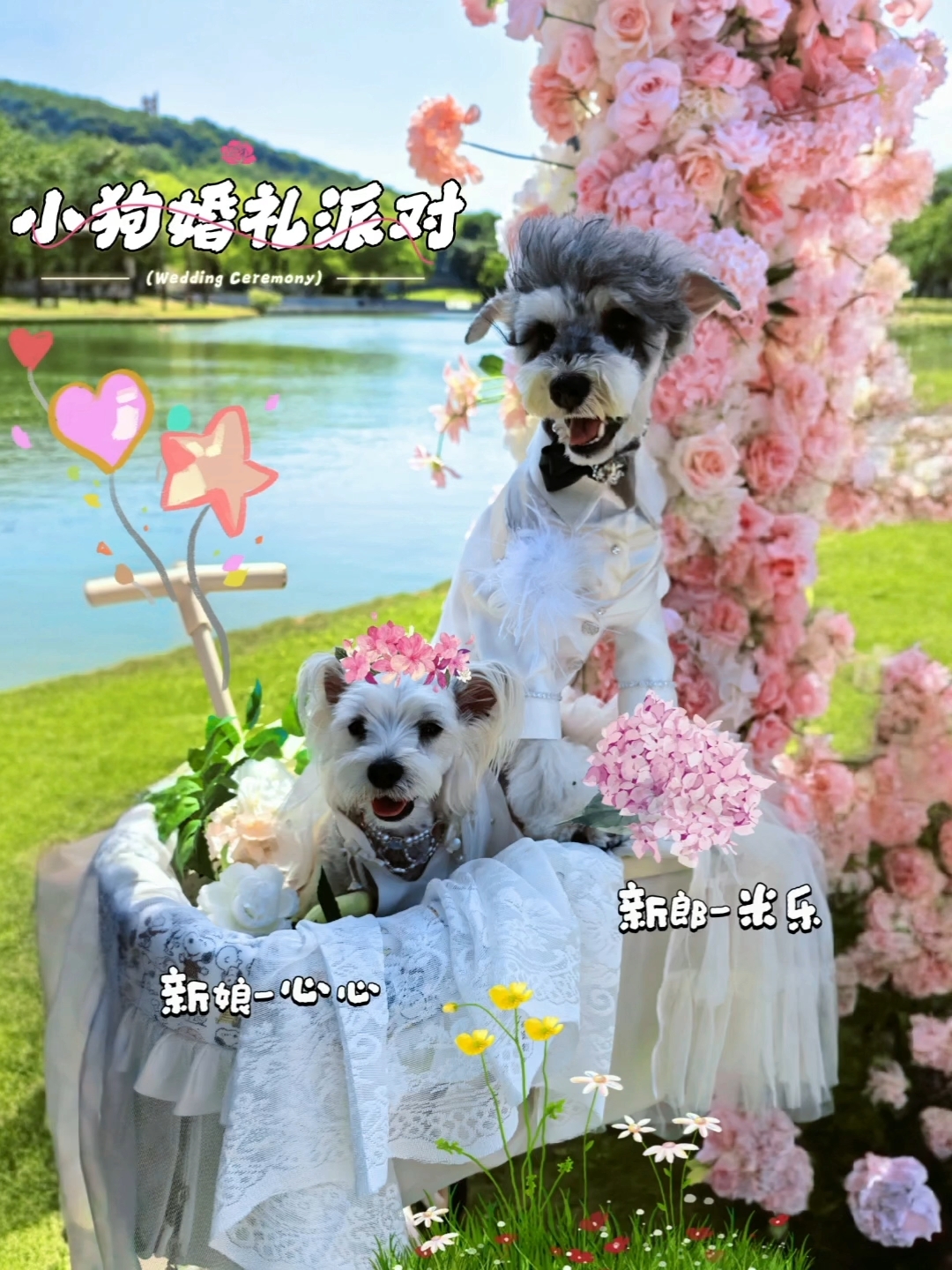 可爱修狗婚礼现场打卡🌈