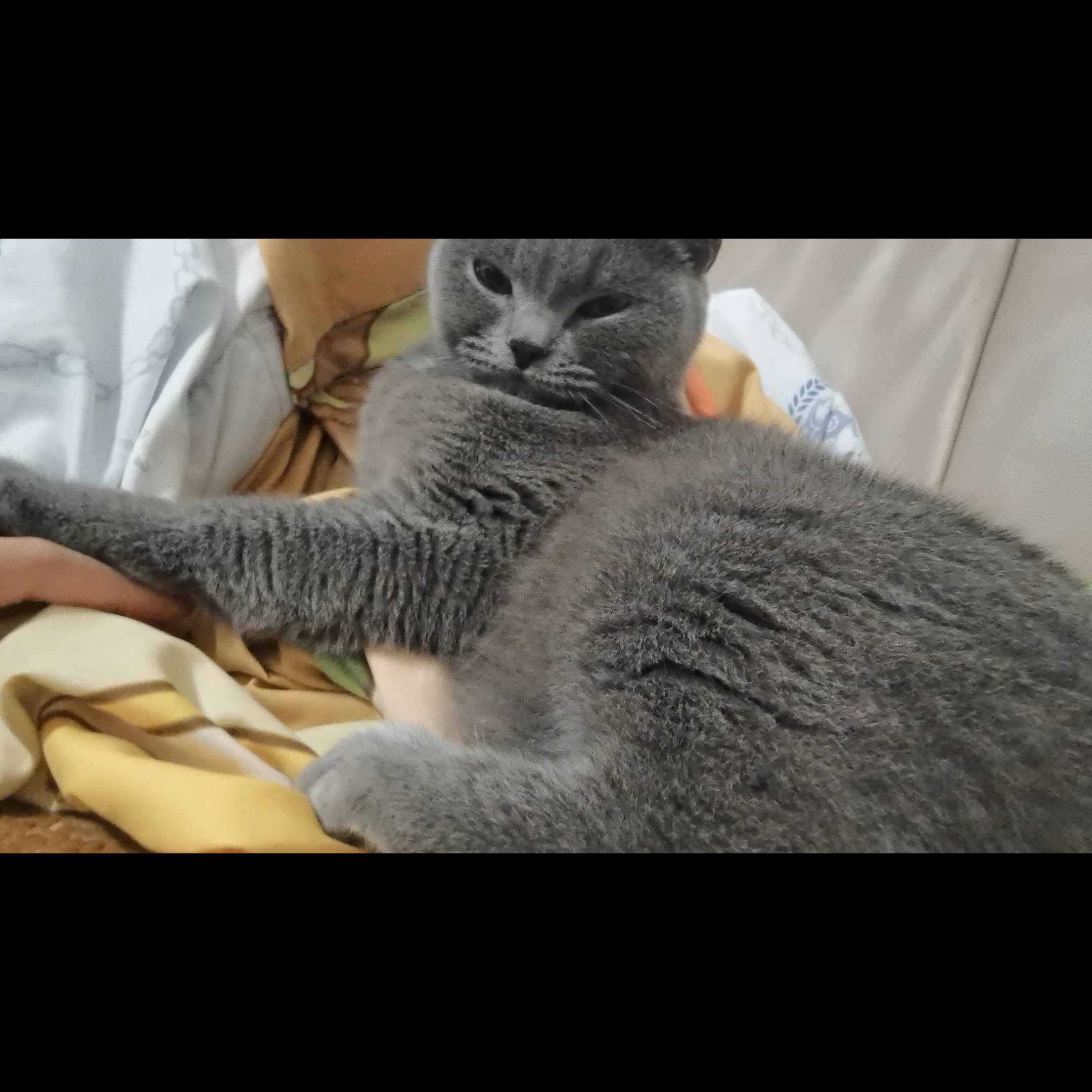 260722 妹猪
