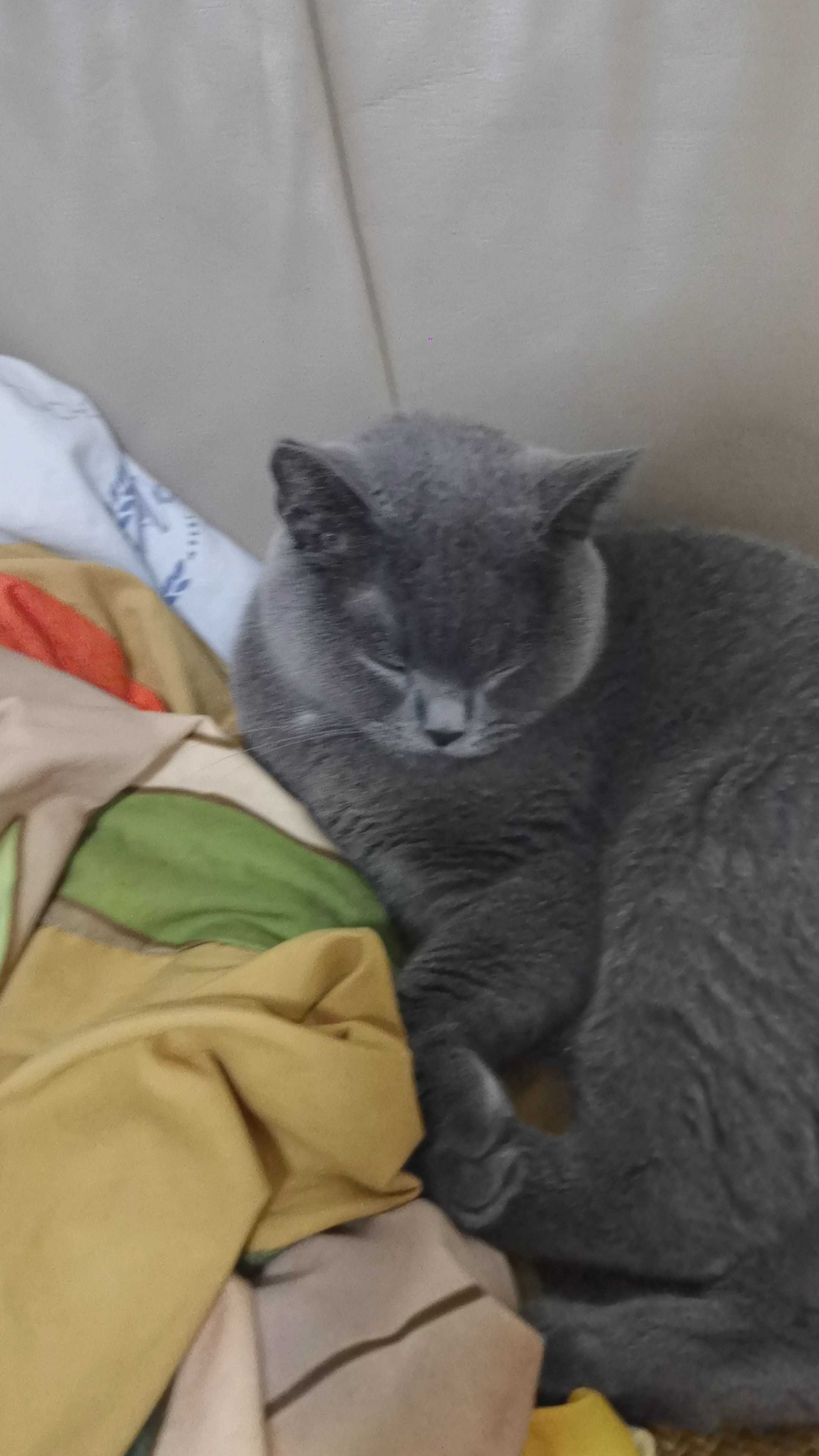 260722 妹猪