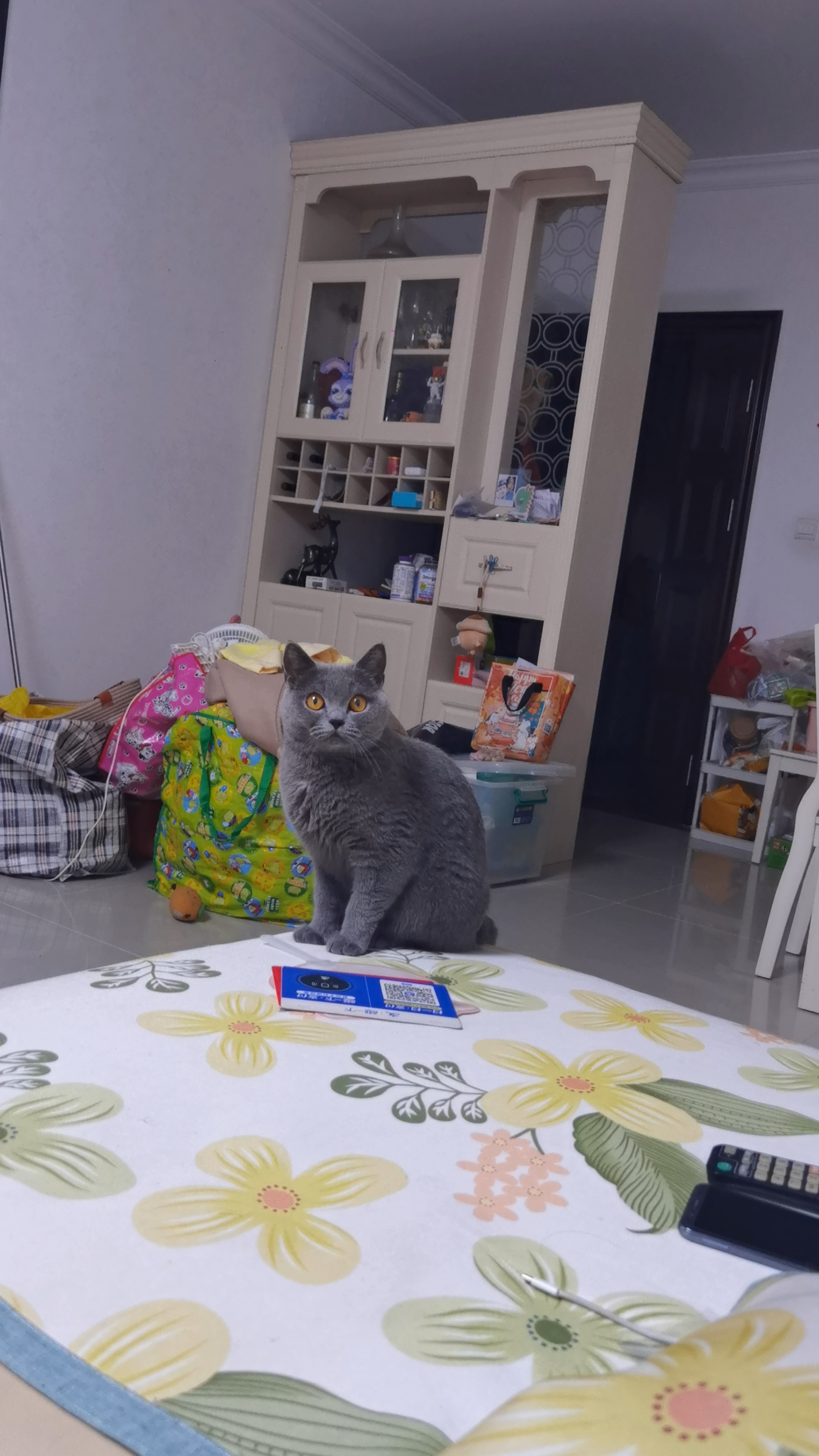 260724 妹猪