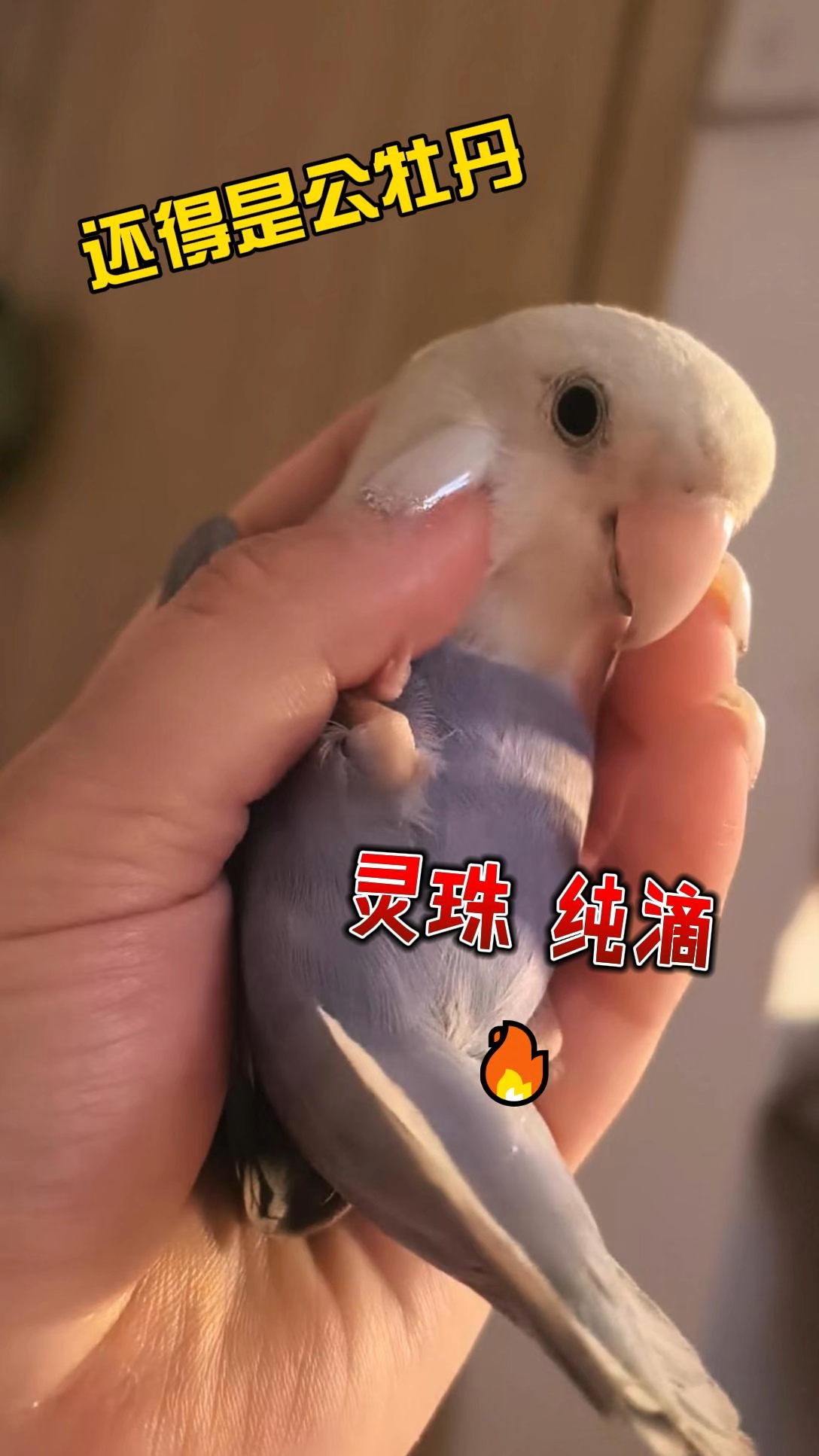 牡丹小叽 还得是公牡丹❗❗❗