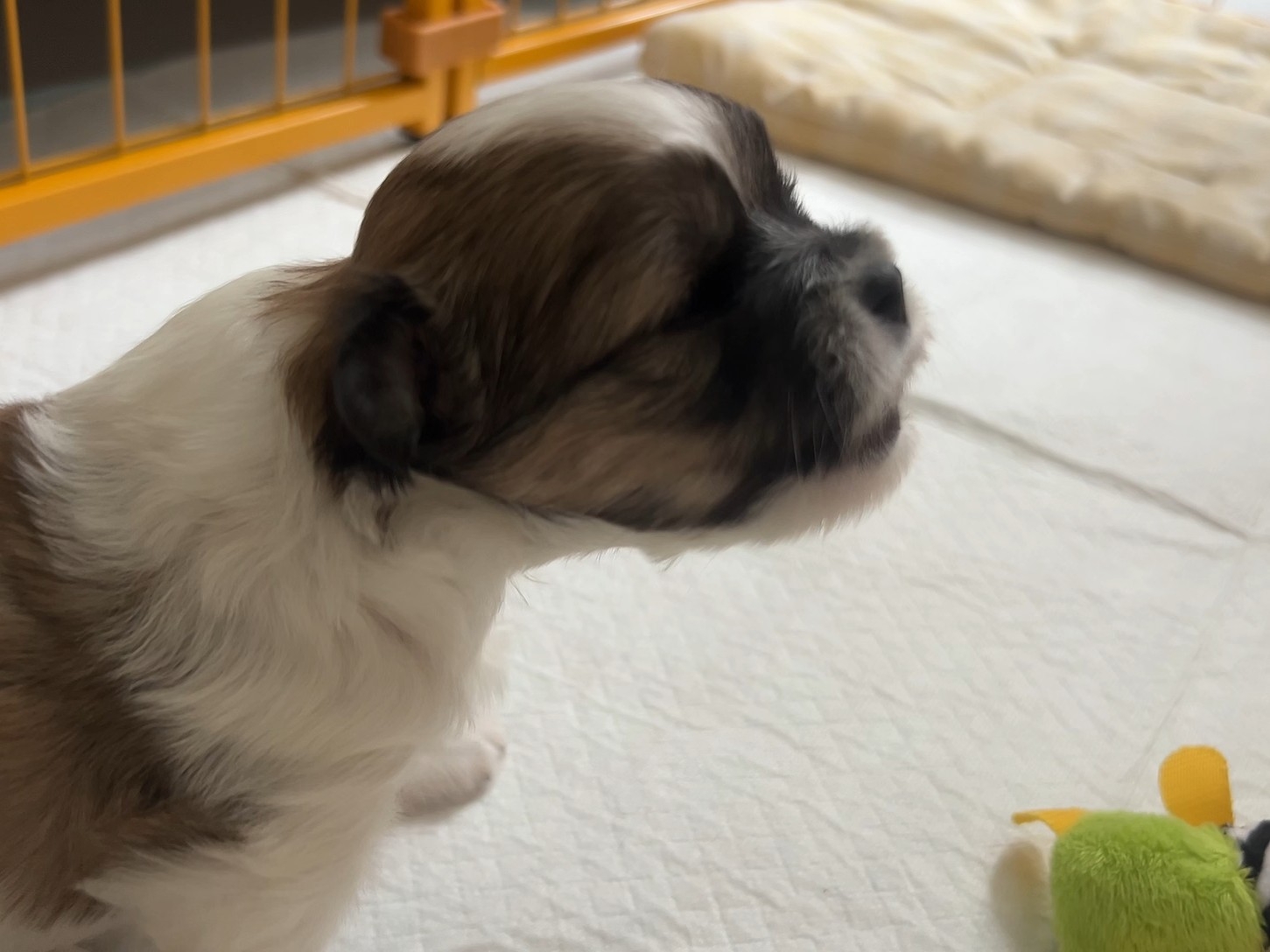 奶狗狼嚎