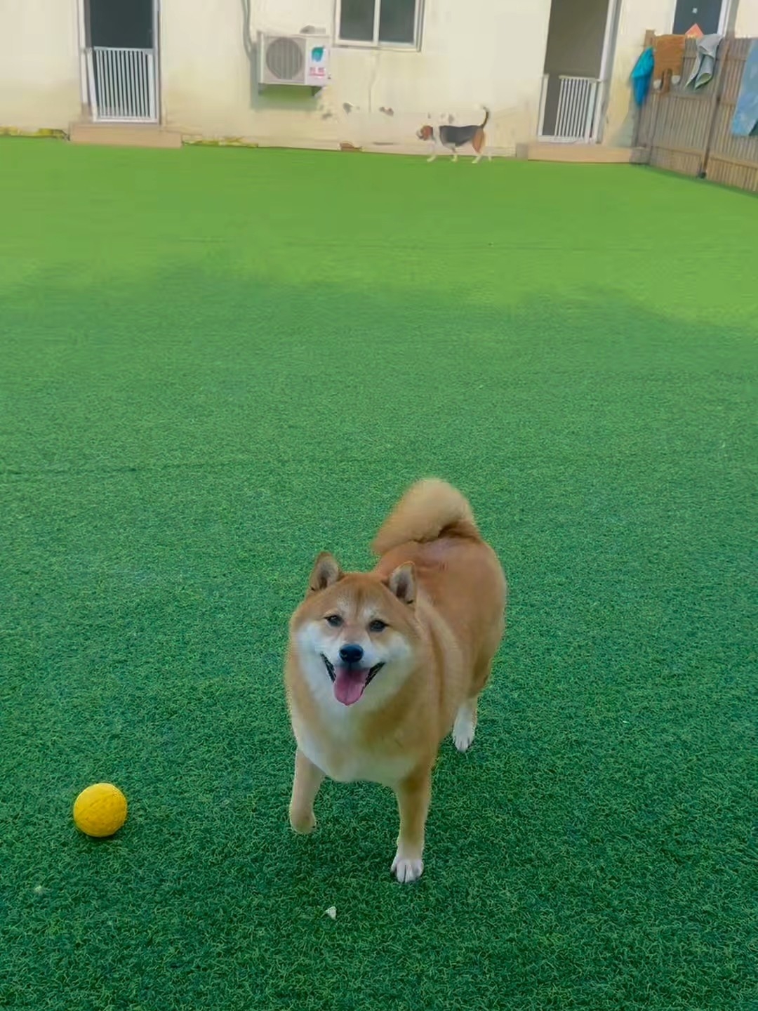 开心日