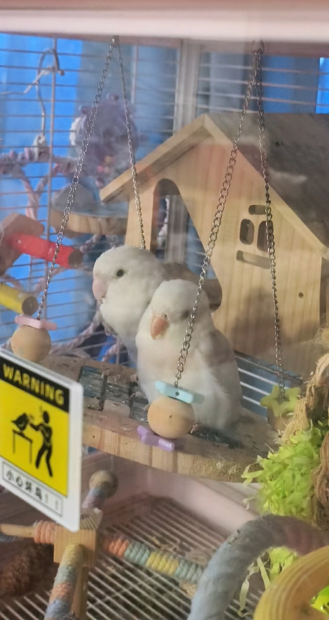 我们鸟鸟自有解暑的招儿……
