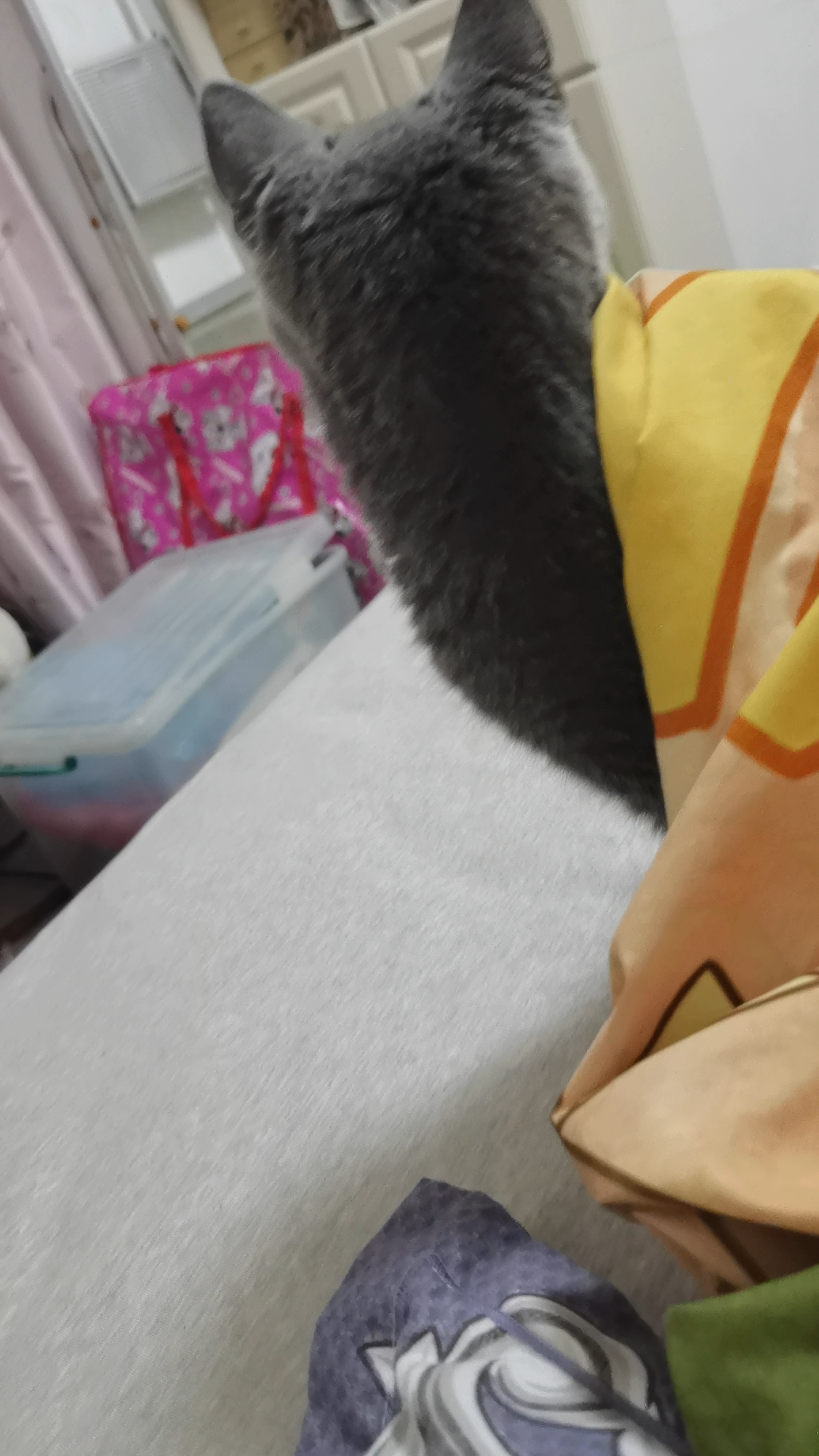 260802 妹猪