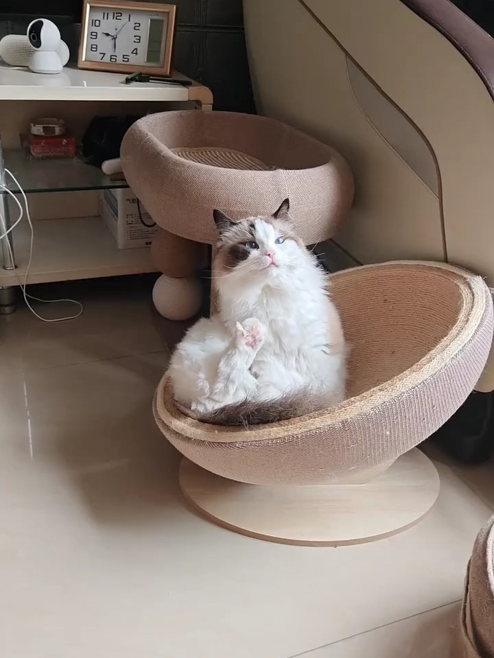 胖胖太可爱了