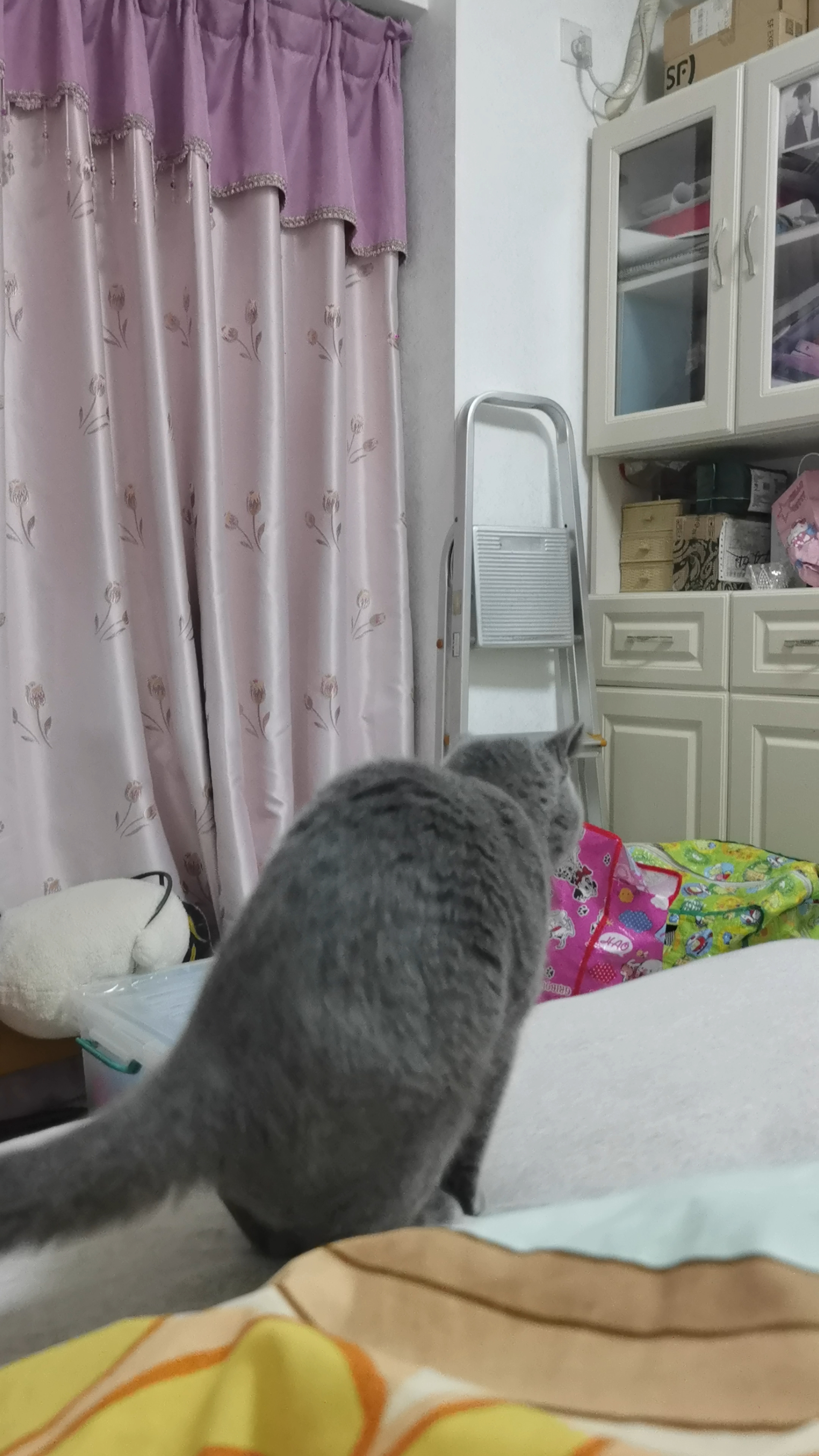 260802 妹猪