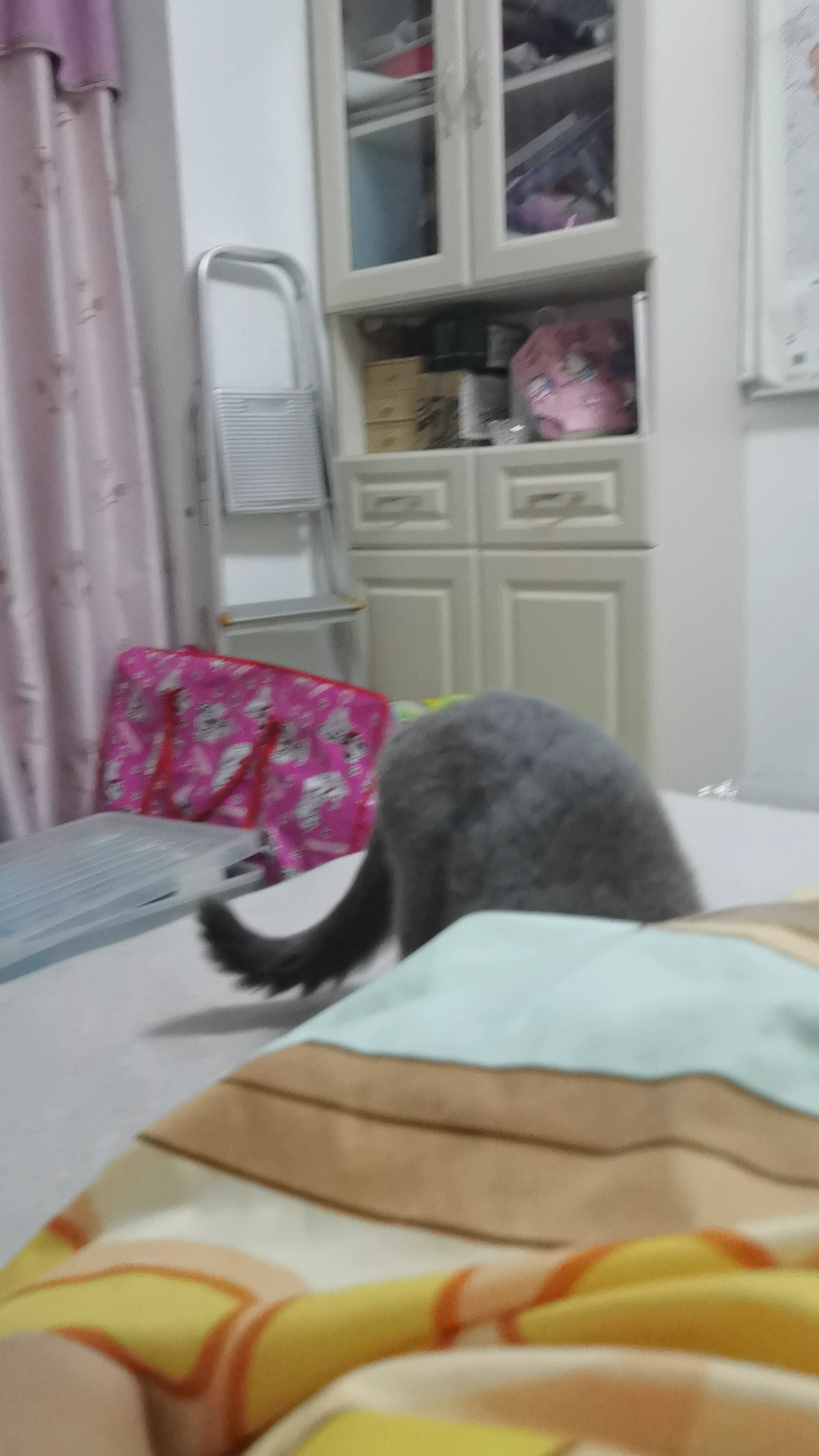 260802 妹猪