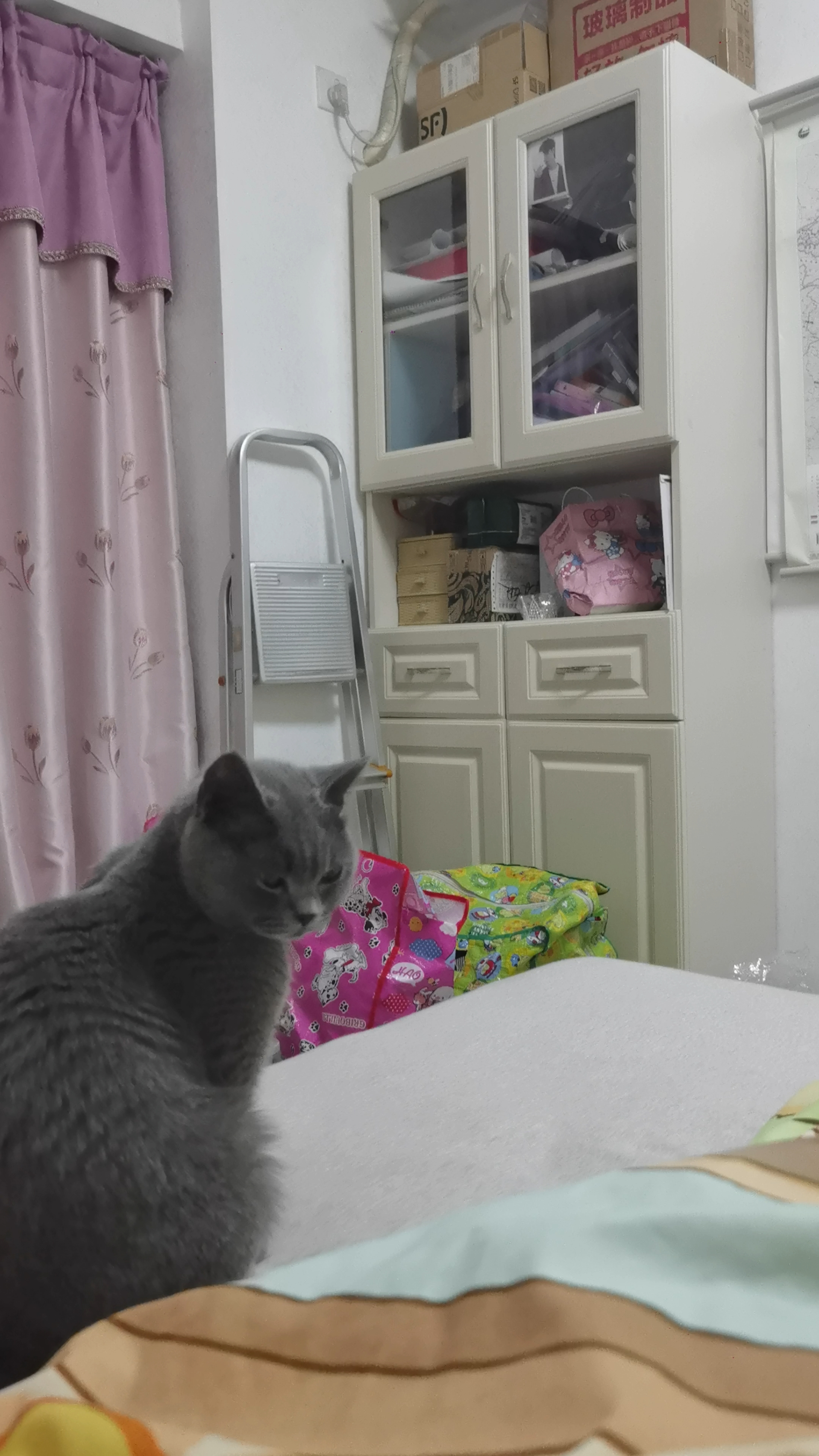 260802 妹猪