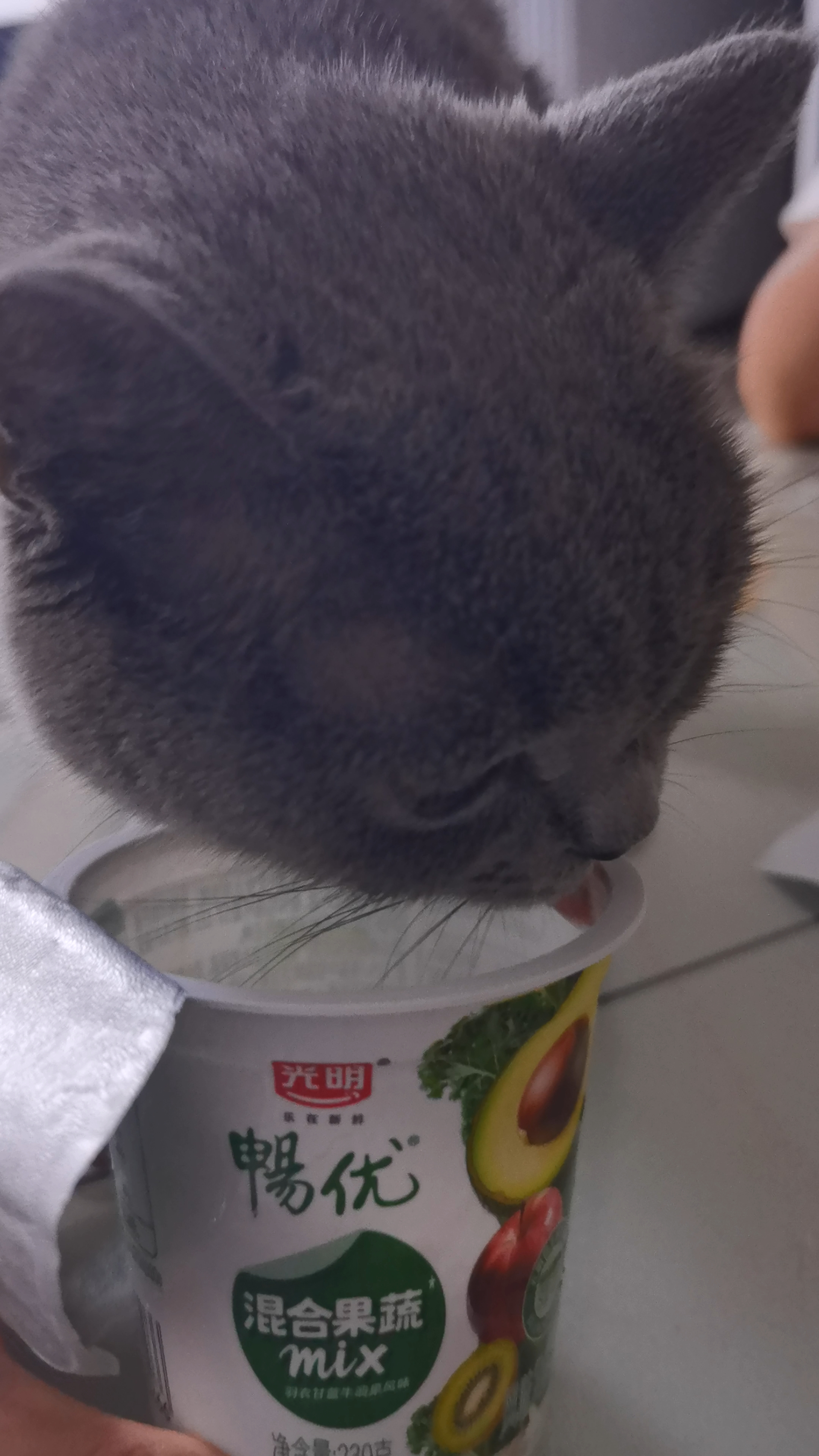 260808 妹猪舔酸奶