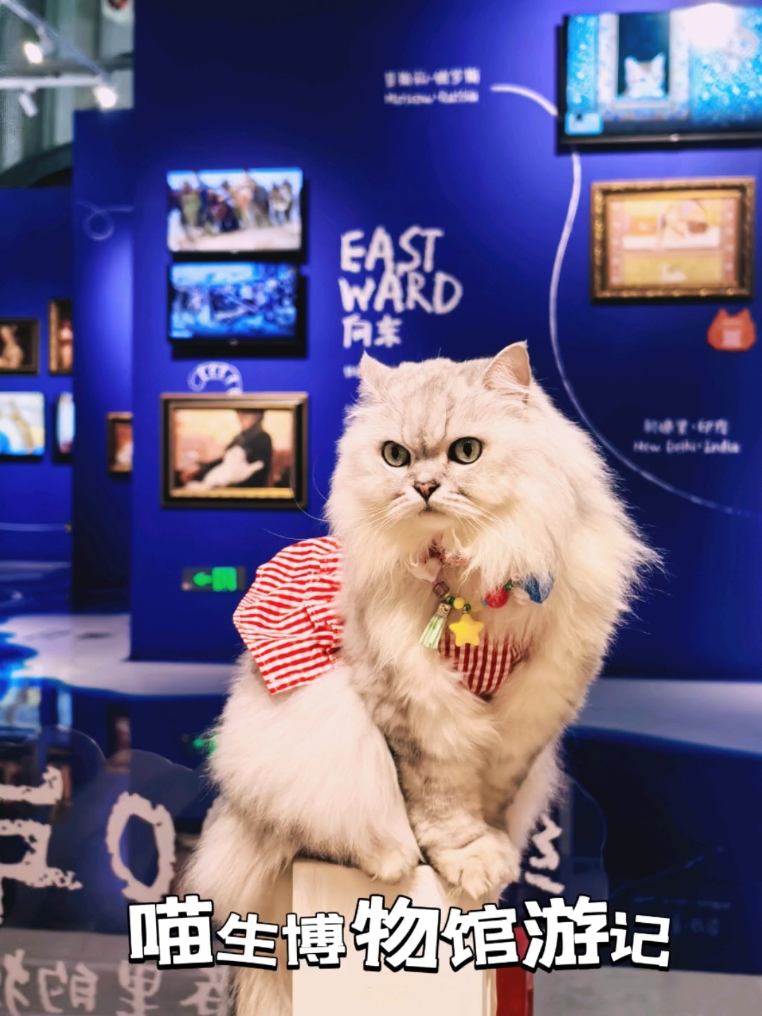 携猫出游✨带哈哈父女沉浸式打卡猫咪奇幻乐园