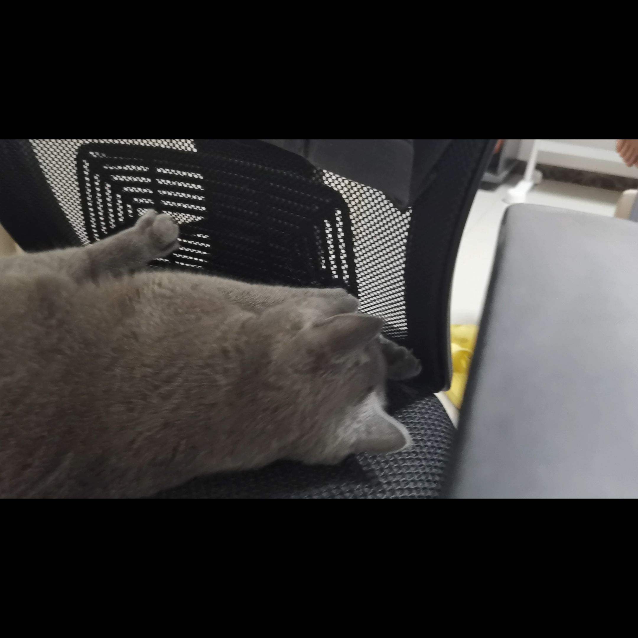 260812 妹猪