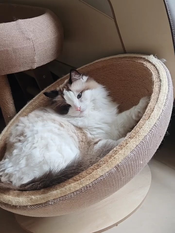 萌蠢萌蠢的好可爱