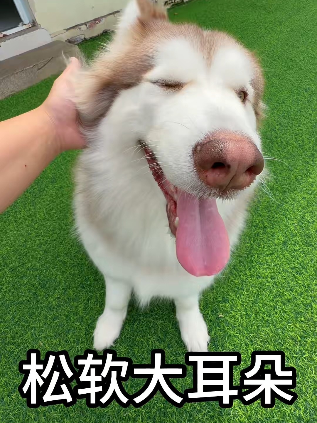 可爱趴